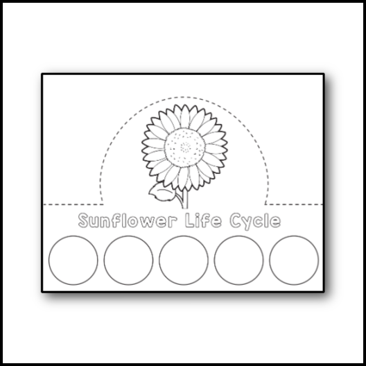 Sunflower Life Cycle Hat Printables Club